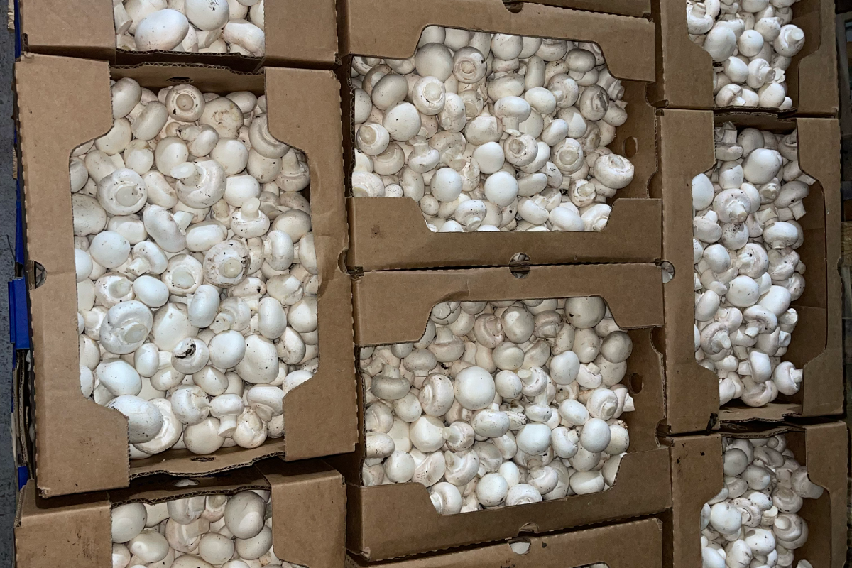 MAK Mushrooms variety 3